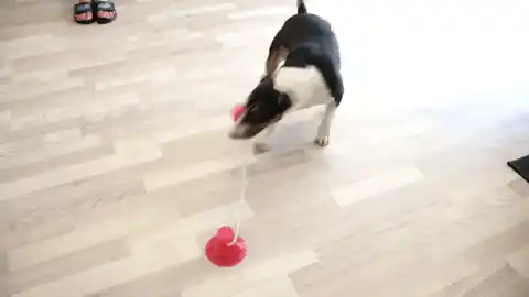 Dog with suction cup toy