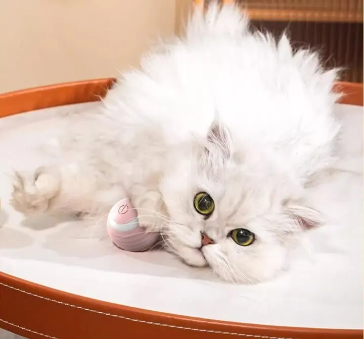 Cat playing with smart toy