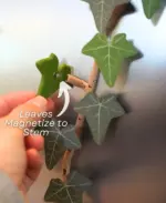 Ivy Fridge Magnet with Articulating Stems - Image 7